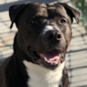 Meet your Posher, Angelina